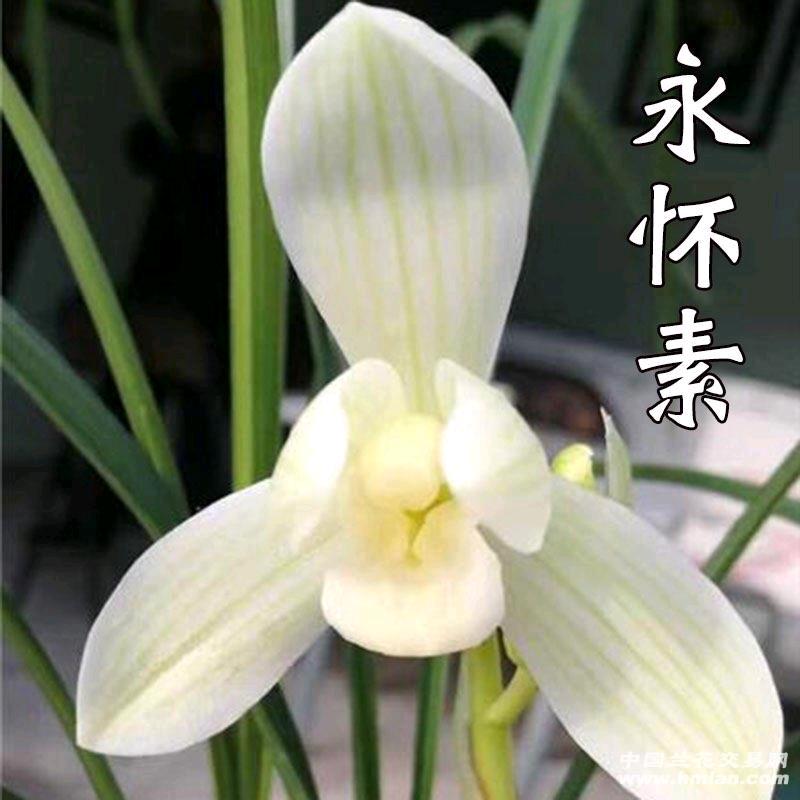 兰魂003