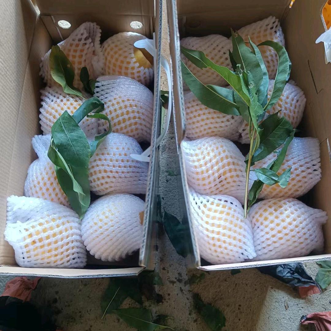 航行冬瓜