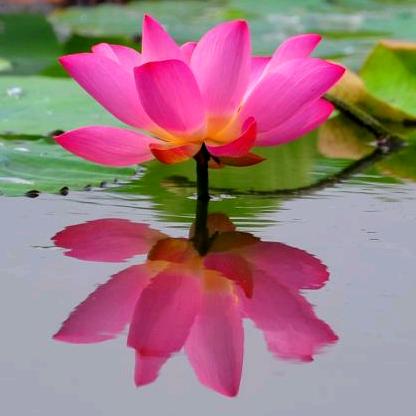 今生有你🍎🍎