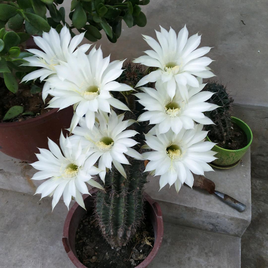 在嘉陵江喝咖啡的白桦