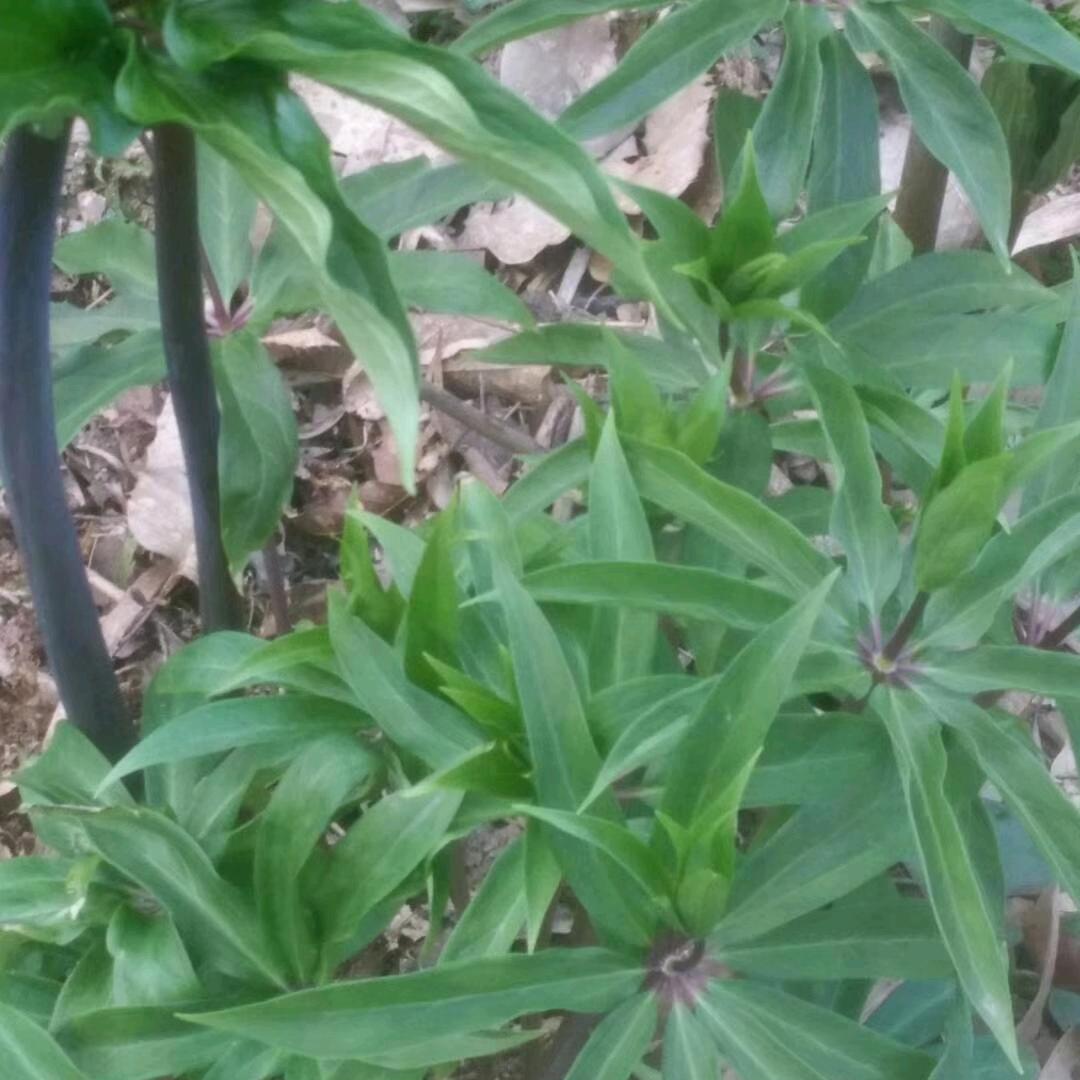 中药材种植张祥明