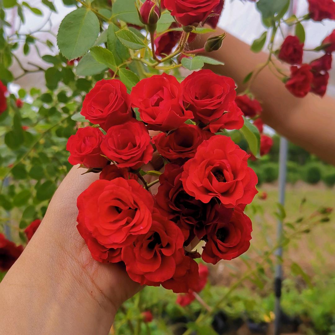 小白爱养花