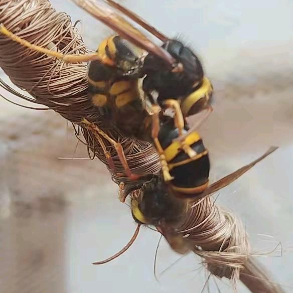 腾冲杨氏蜂业养殖场