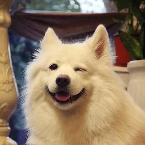 Happy dog 🌸