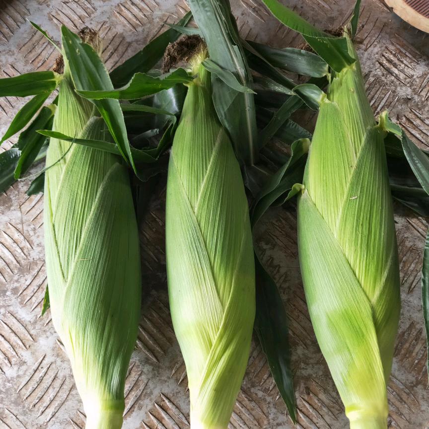 长年收购水果玉米