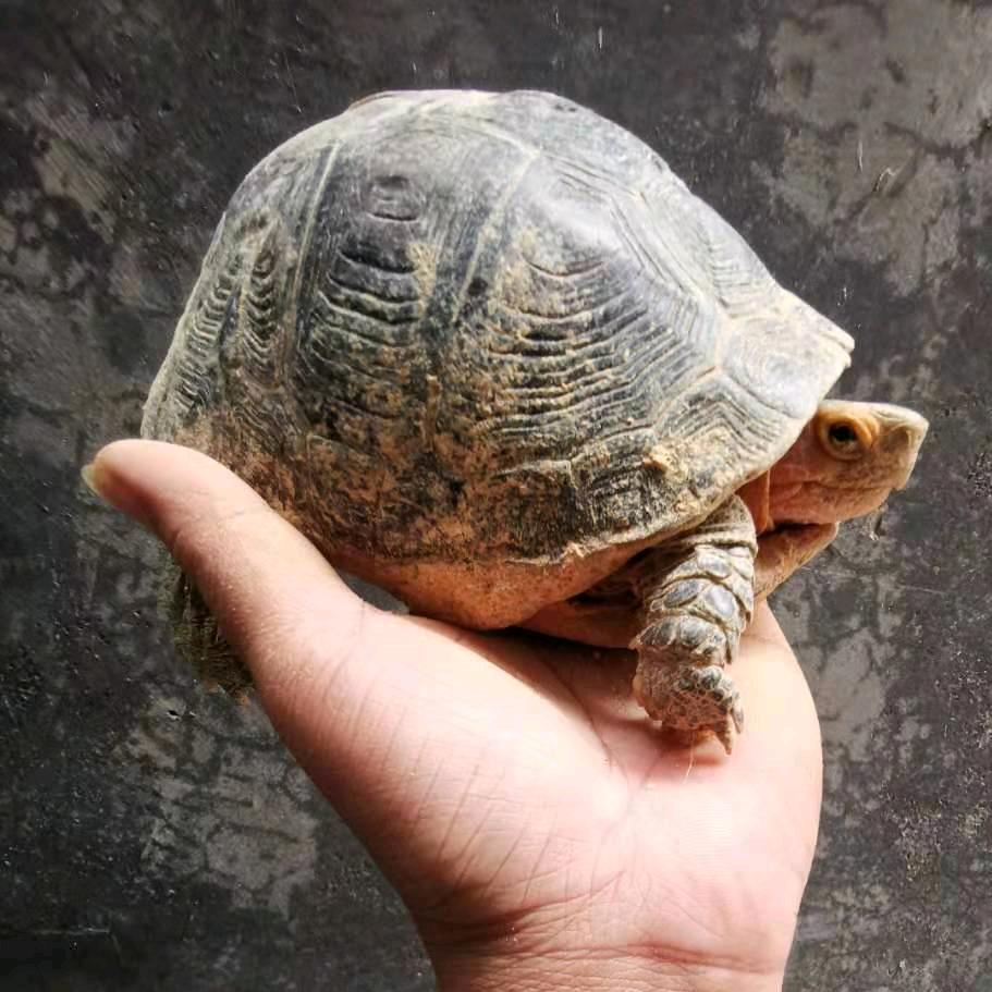 众诚龟鳖养殖