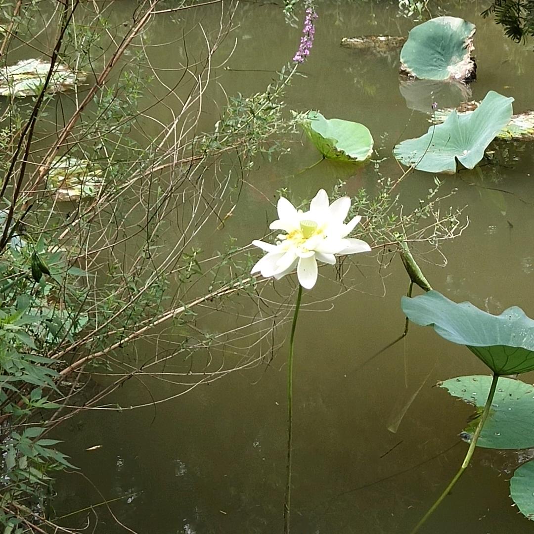 飘扬的枫叶