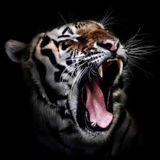 👤孤独的墨镜👈