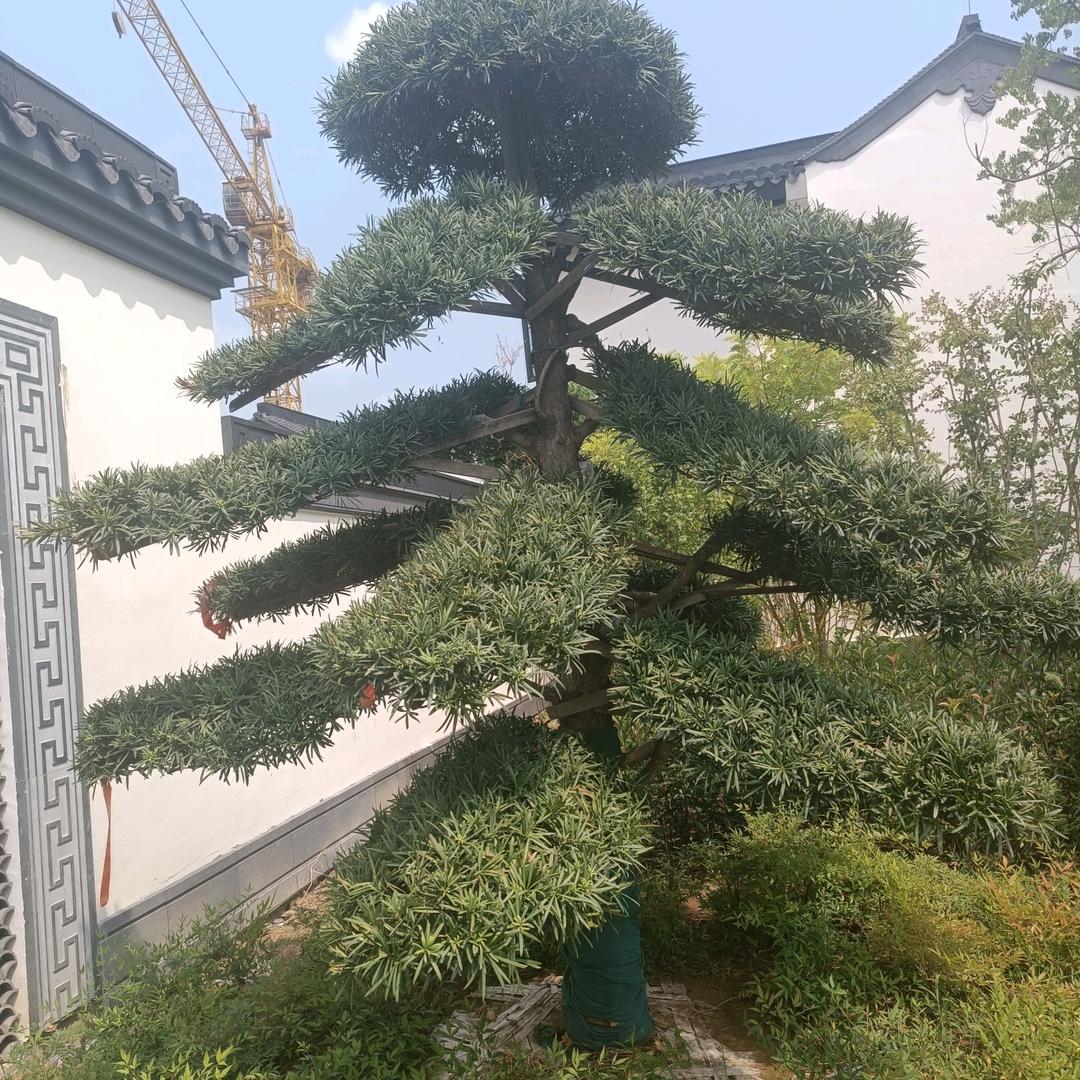 沈安新