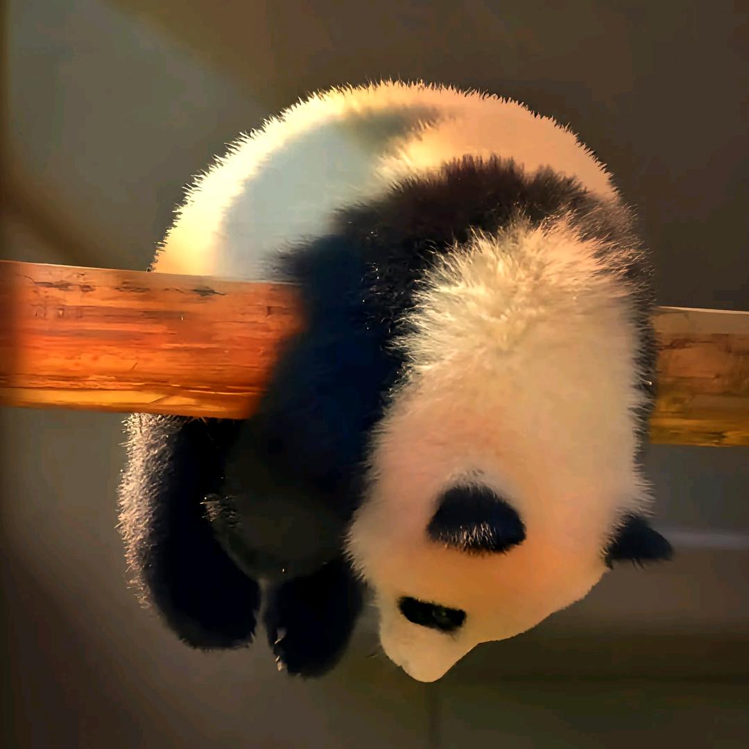 木槿·