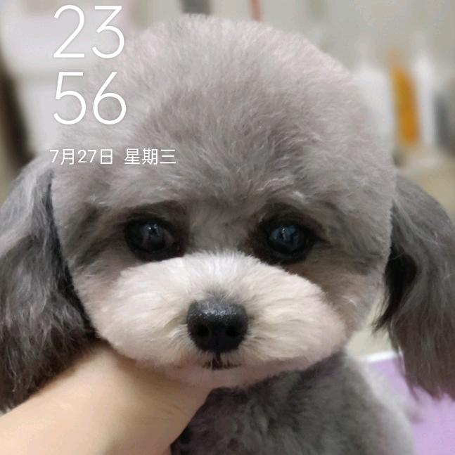 鹿邑沙沙（阿猫阿狗宠物馆）