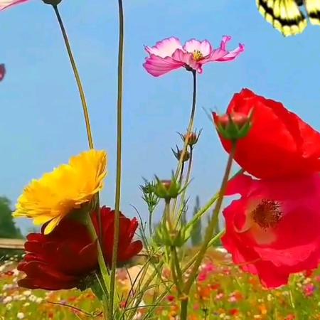 农村梁姐（不定时开播。）