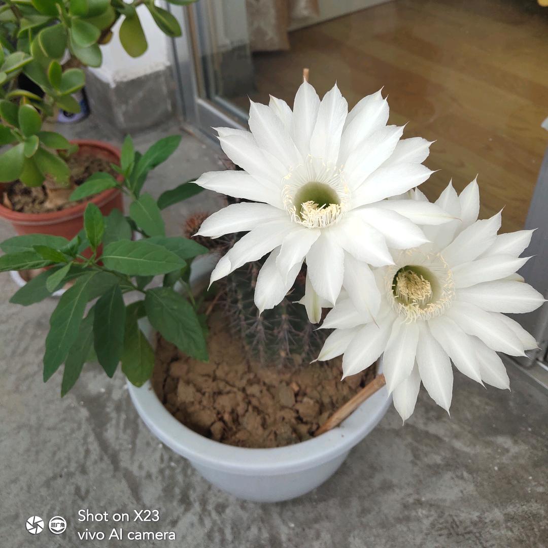 夏至初晴（拒连赞三个以上）