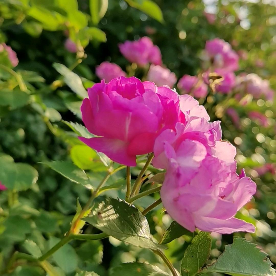 花草日记365