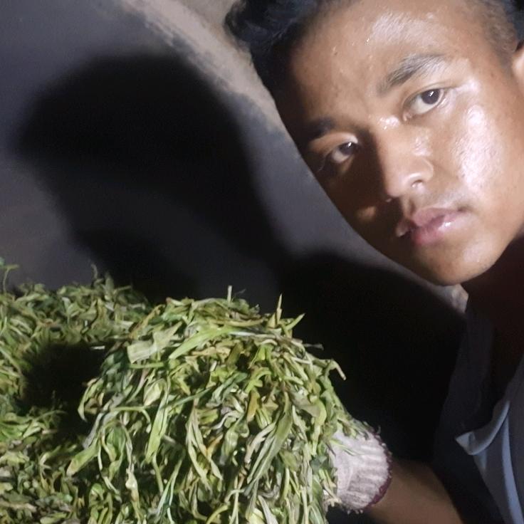 曼果古树   曼果老寨