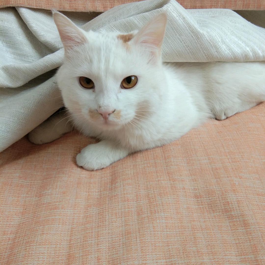 小白🐱