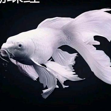 CK哥🐠观赏鱼批发零售