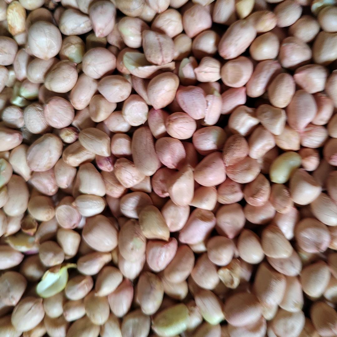 全中花生米购销