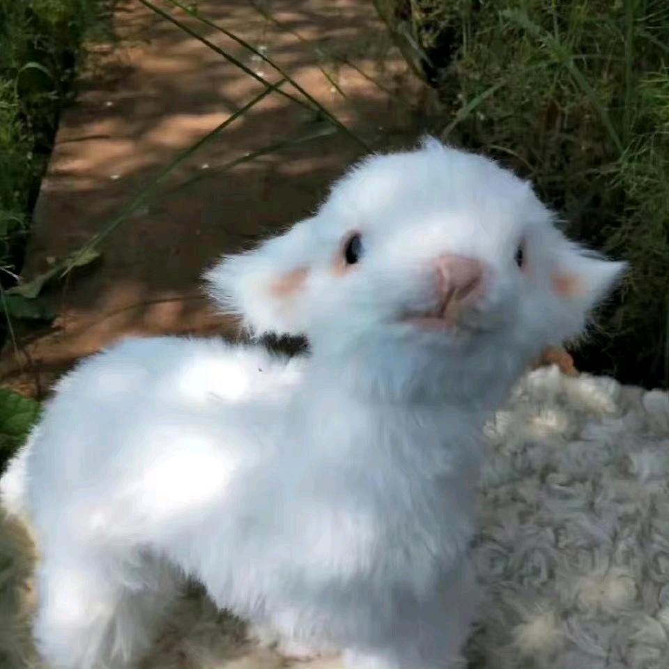 桃了桃了