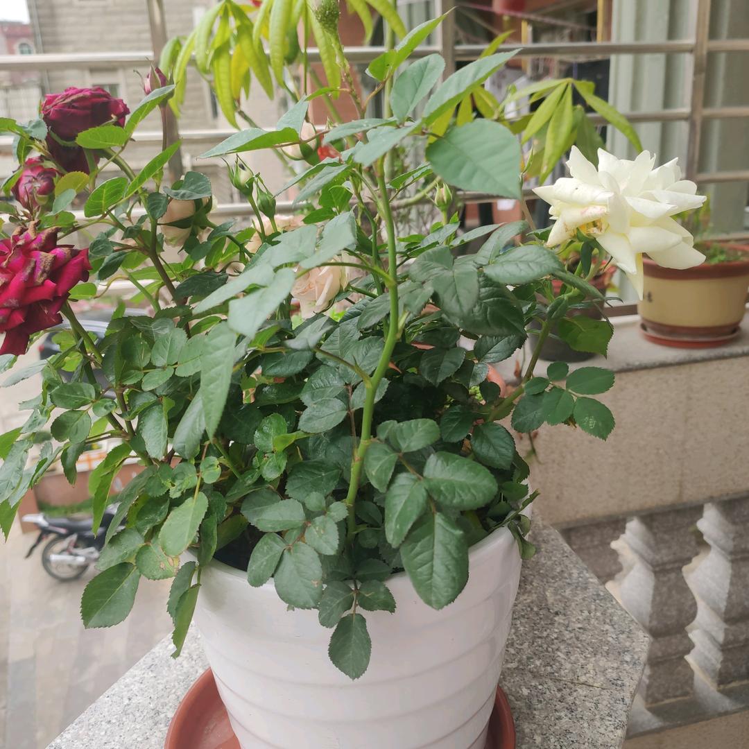 小白兔🌹🌷🌷