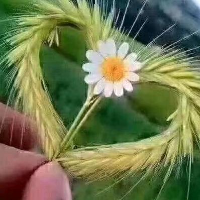 萍♡果