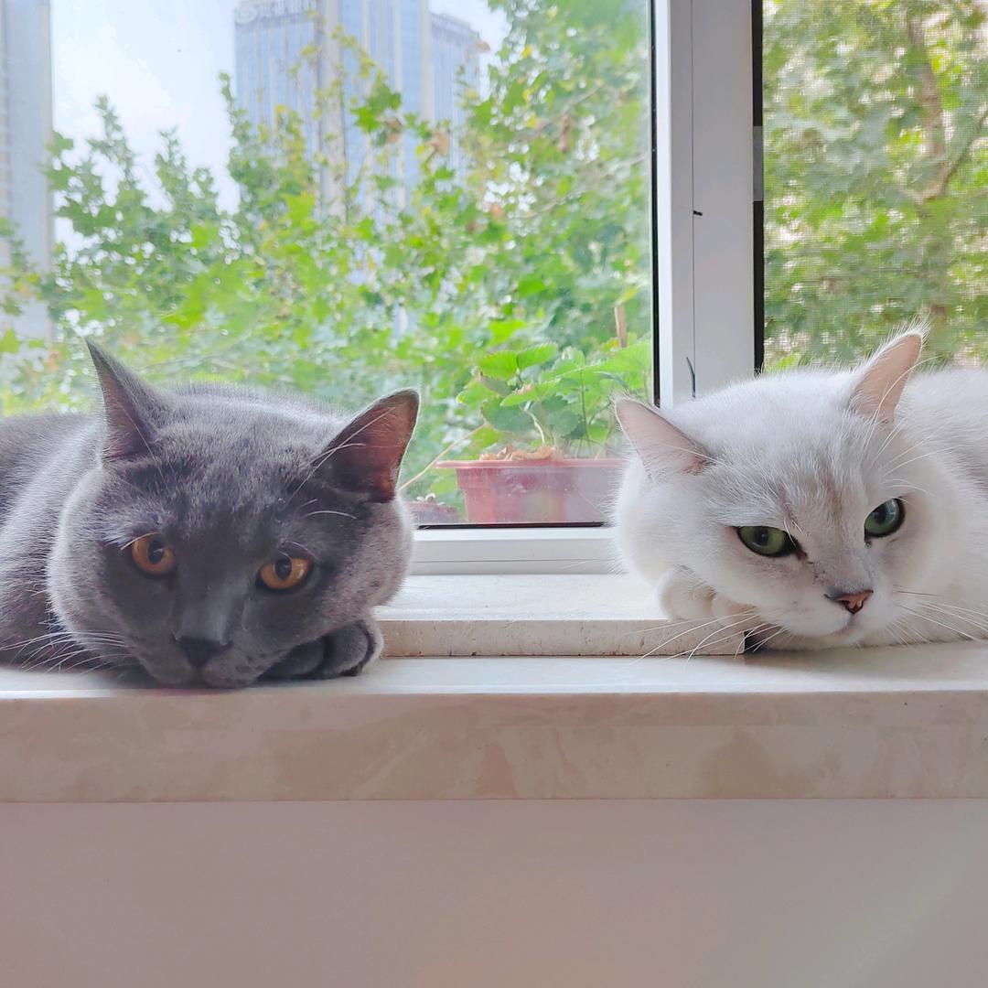 晒太阳的猫手作