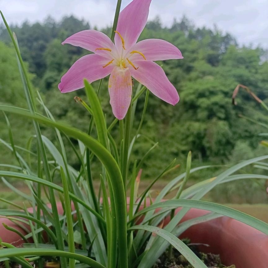 滕树相莲