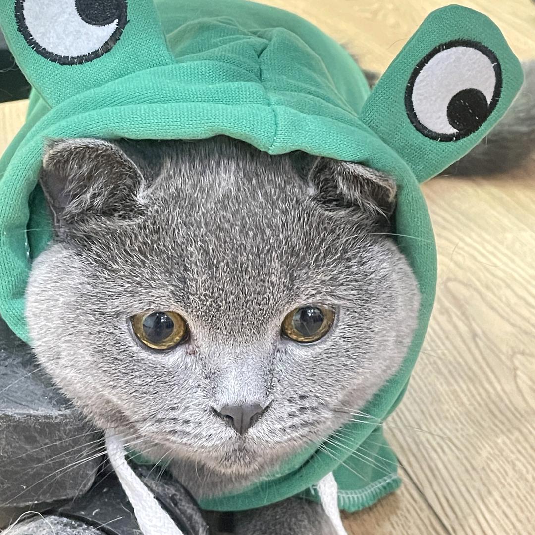 南方小鸭子