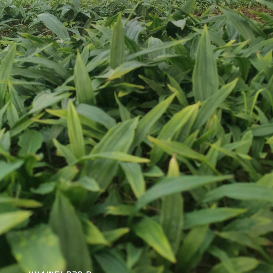 中药材种植研习社