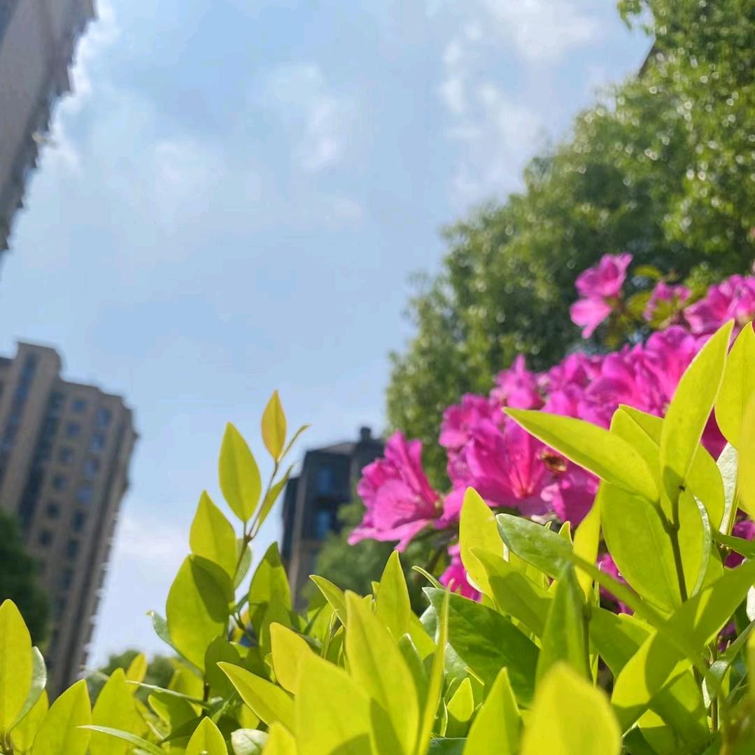 绿缇