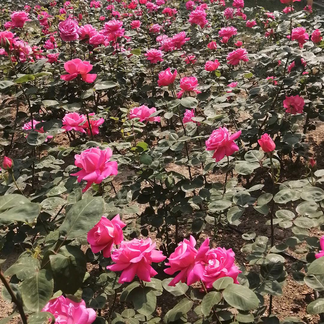 呼伦贝尔大草原