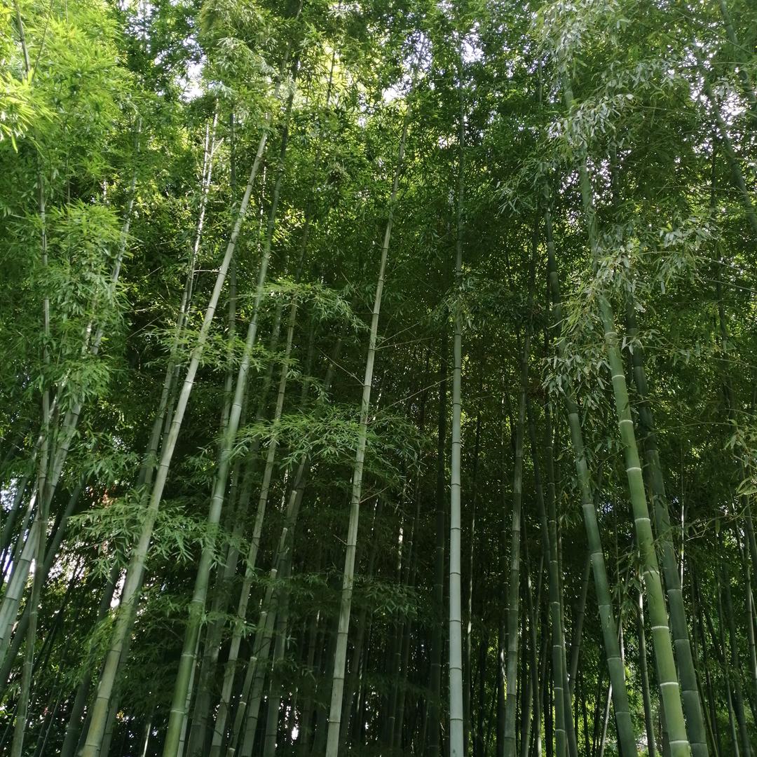 平平淡淡（NJR）