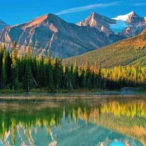 胡先生农村土鸡散养户