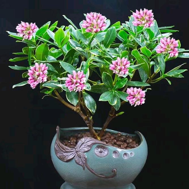 聚香园花卉经营部