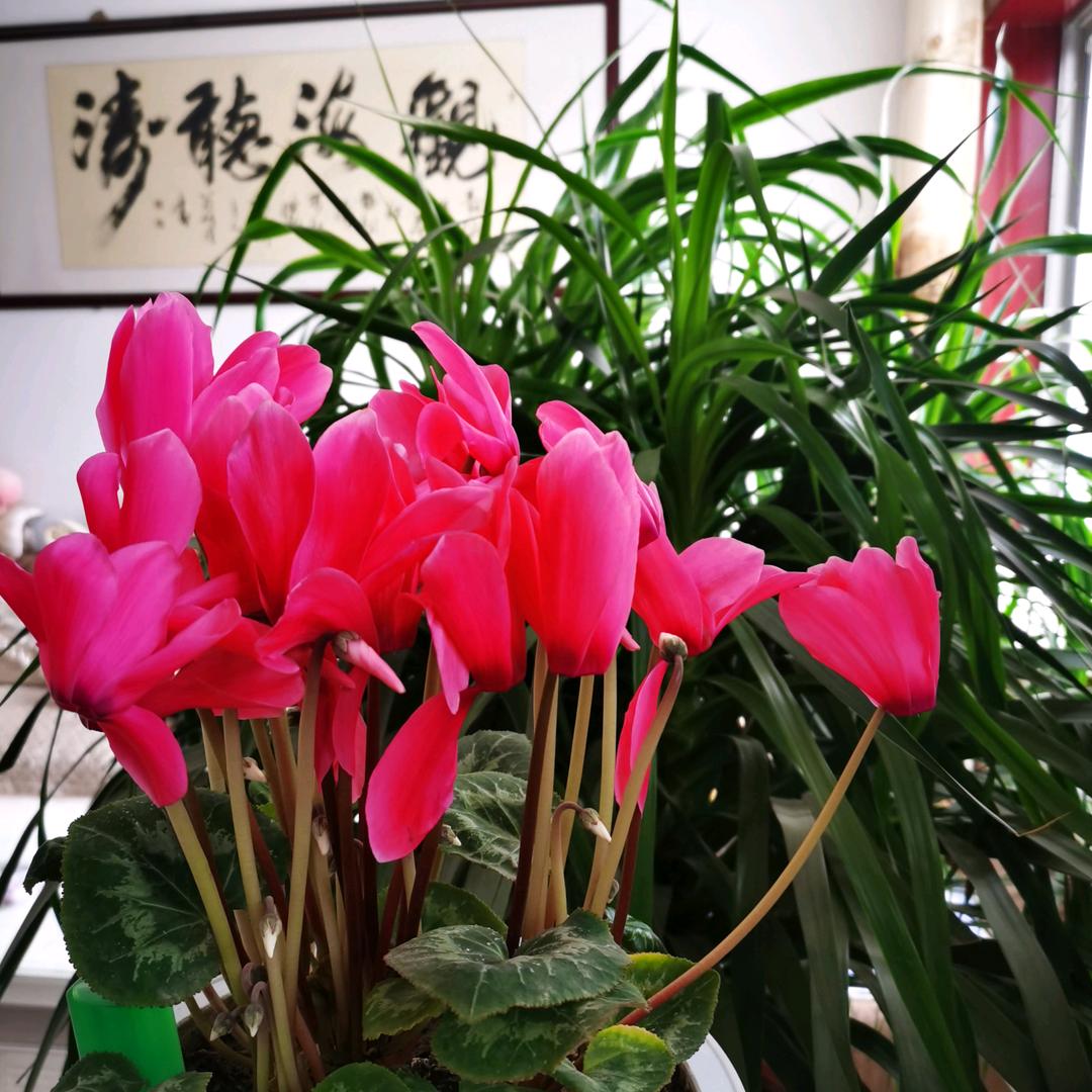 人间有味是清欢c