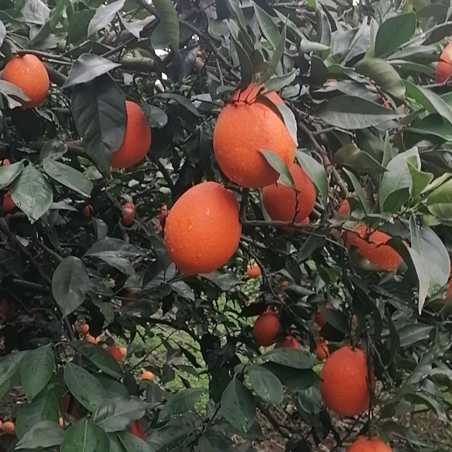 奉节砚瓦脐橙基地合作社