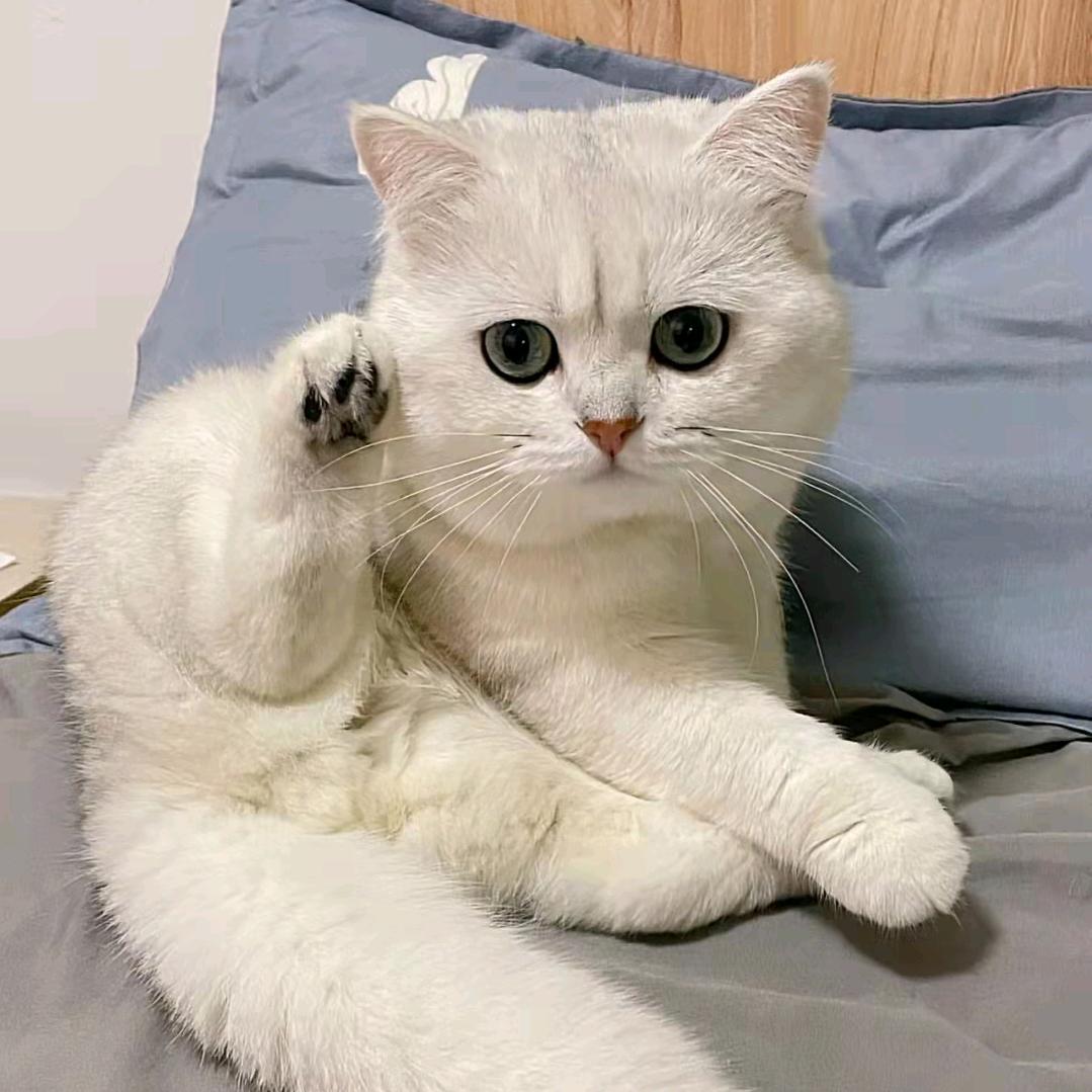 二木酱