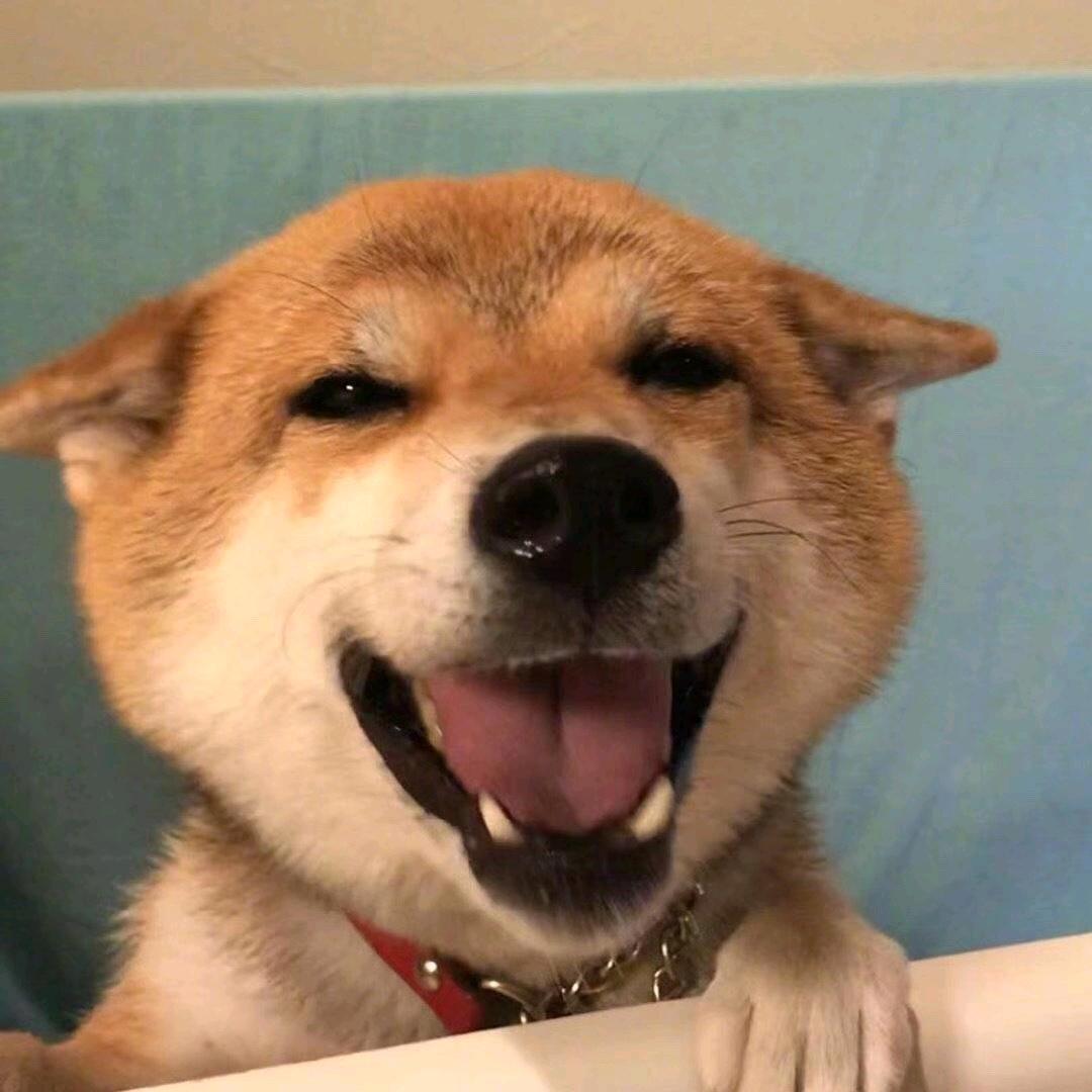 搞笑的橙子