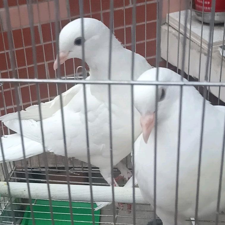 漂泊异乡