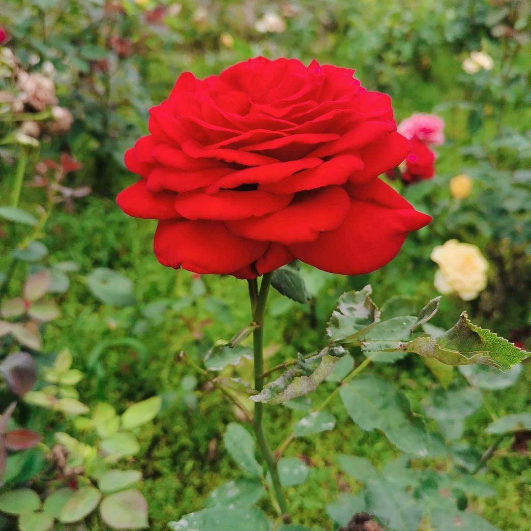 逸心飘逸
