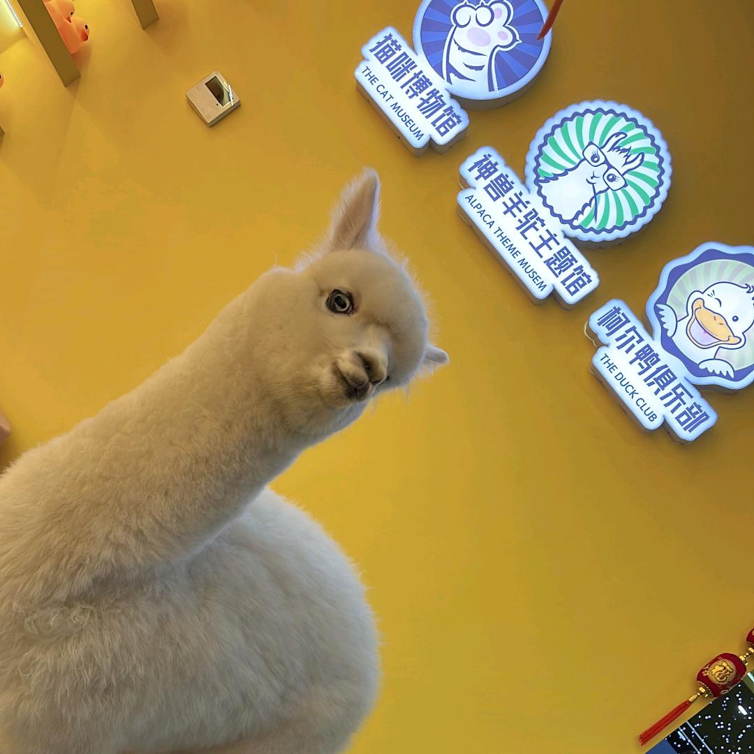 猫咪博物馆万达茂店