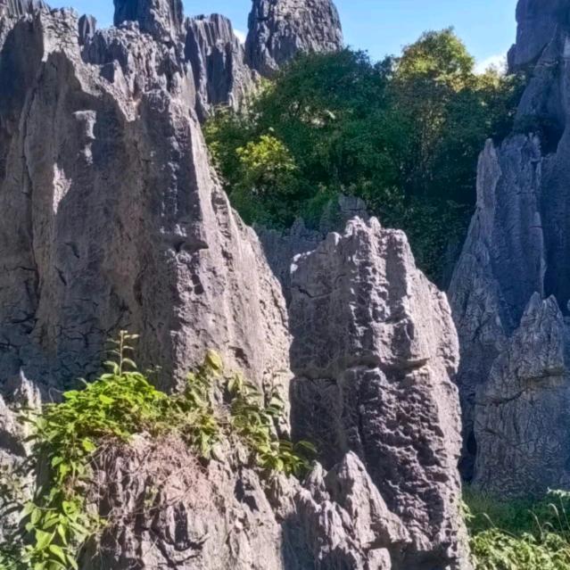 翟姐