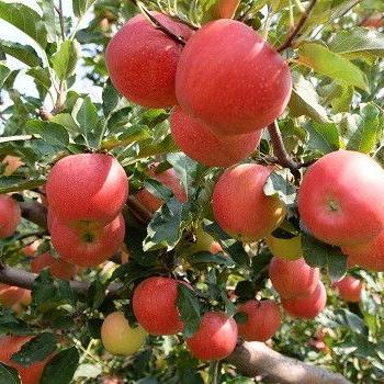 秋风秋雨润秋实