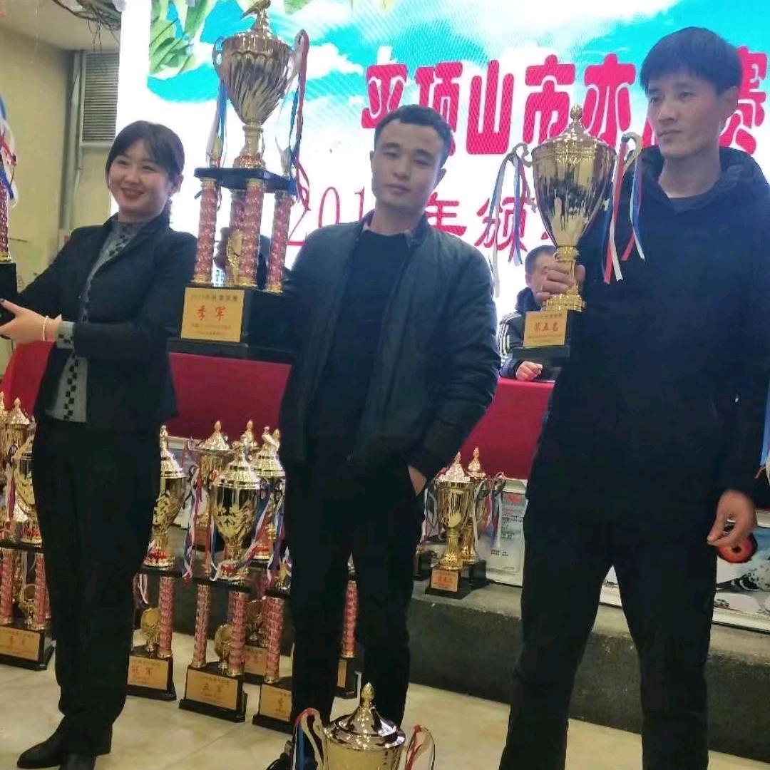 河南振翔赛鸽    (全国活体代发)