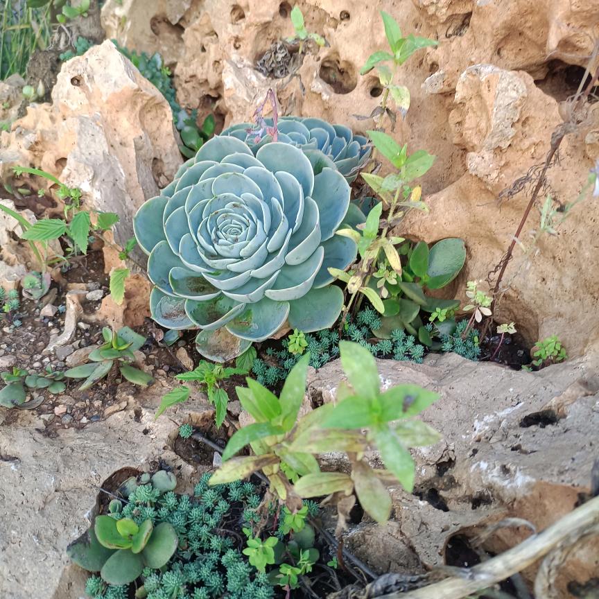 薰衣草