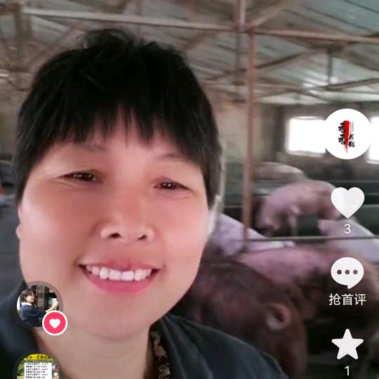 香香养猪