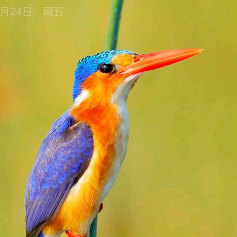 ✨一抹绿茶