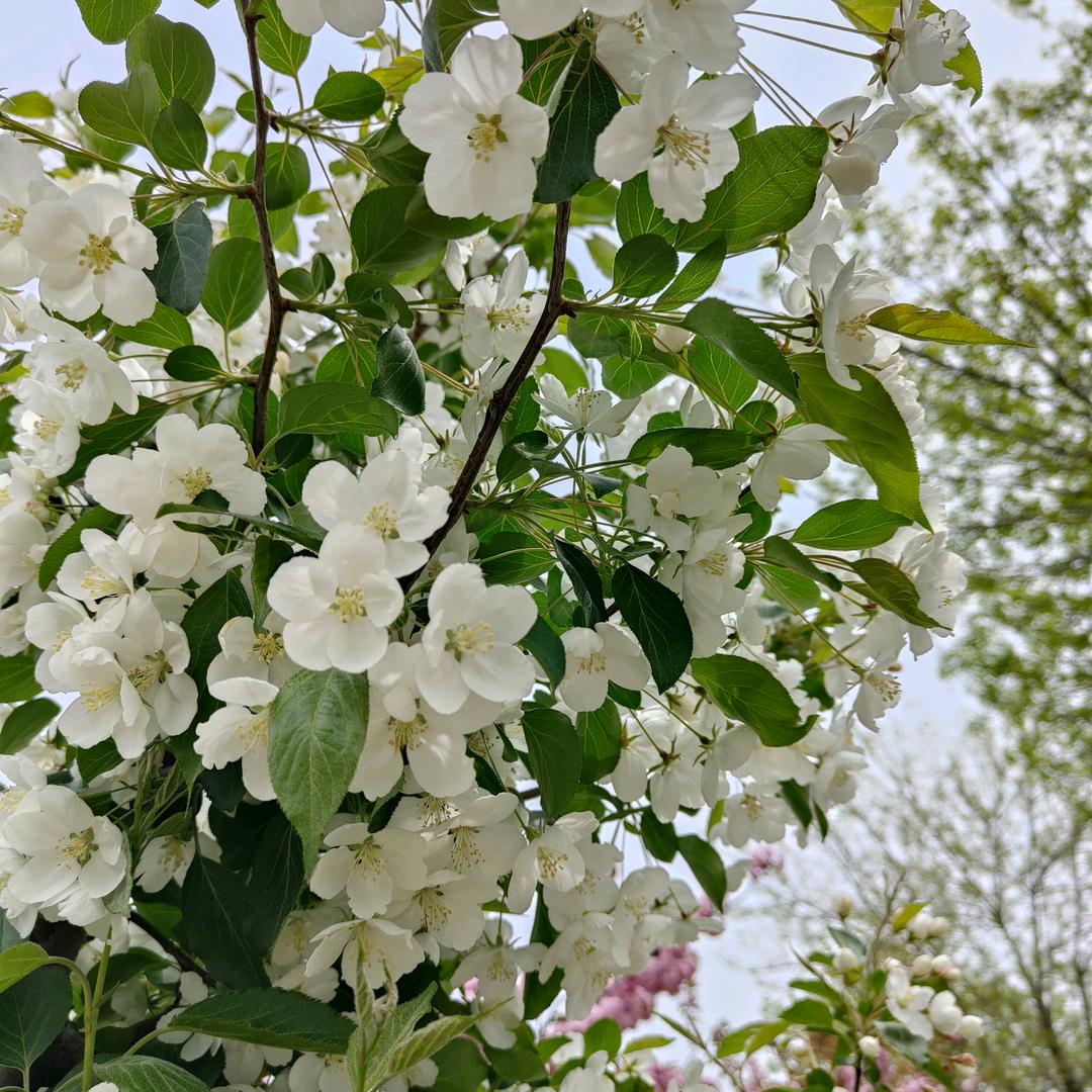 蜜蜂