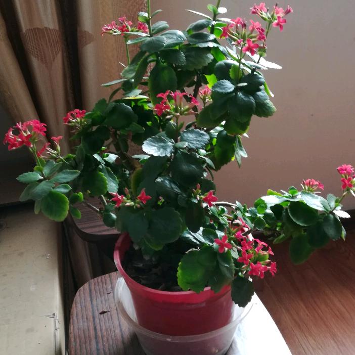 莲花