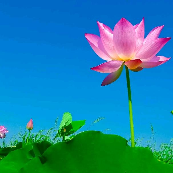 静水荷花